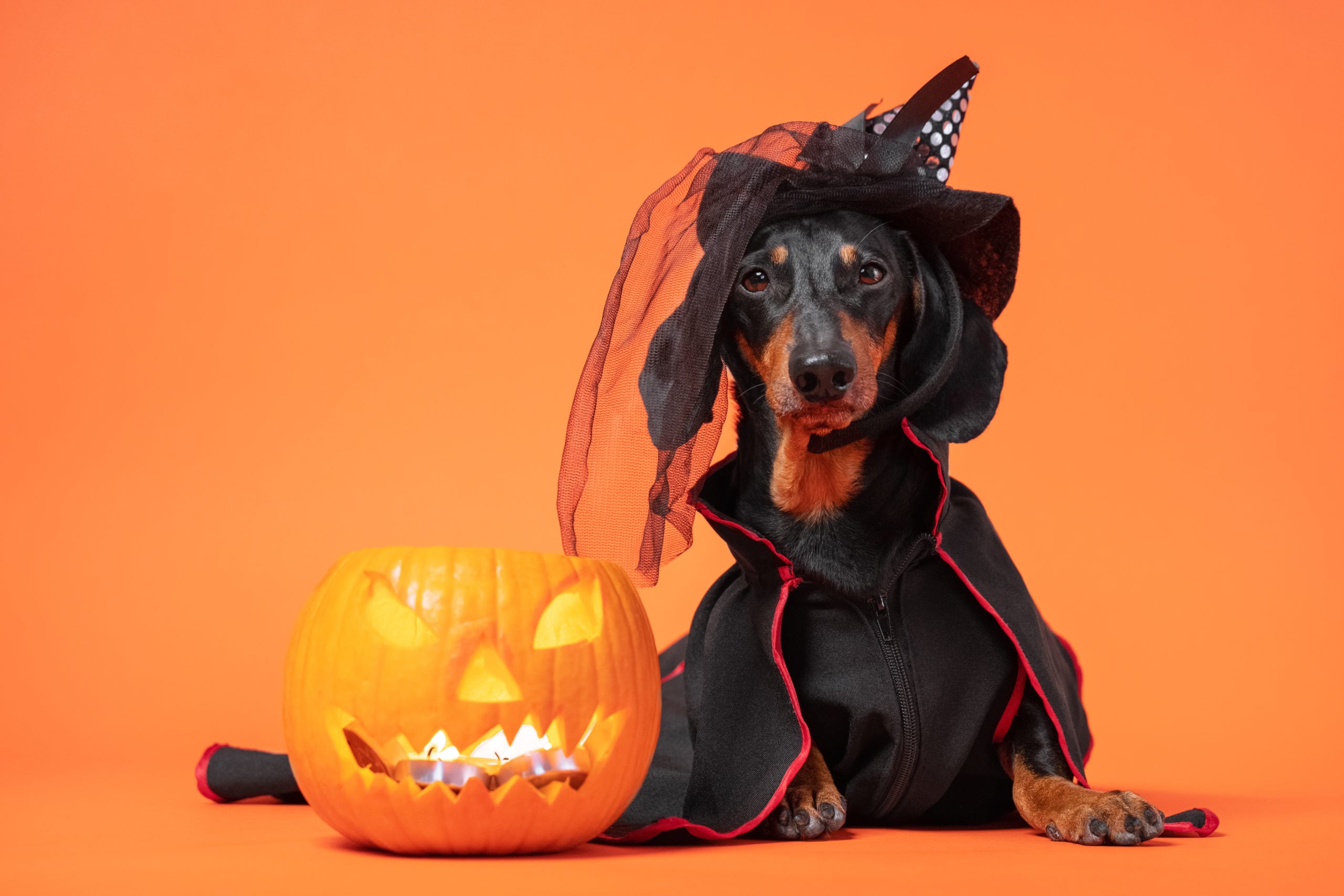 Nebraska Humane Society: Tips for keeping pets safe on Halloween