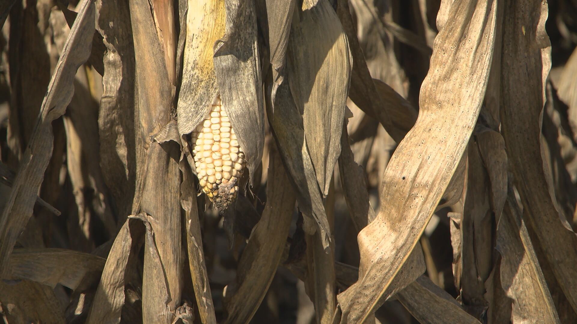 Tar spot disease affects central Nebraska corn crops