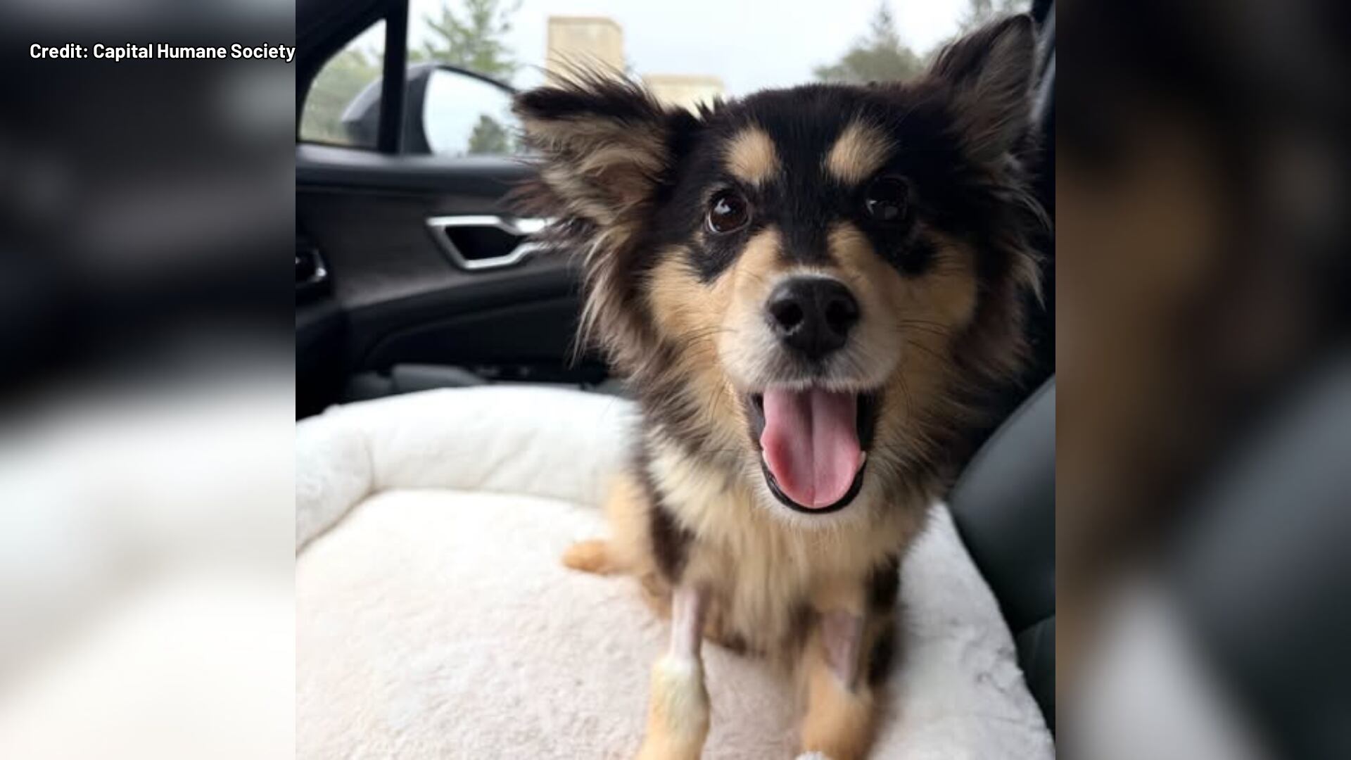 Four starving dogs found at Nebraska lake, one euthanized