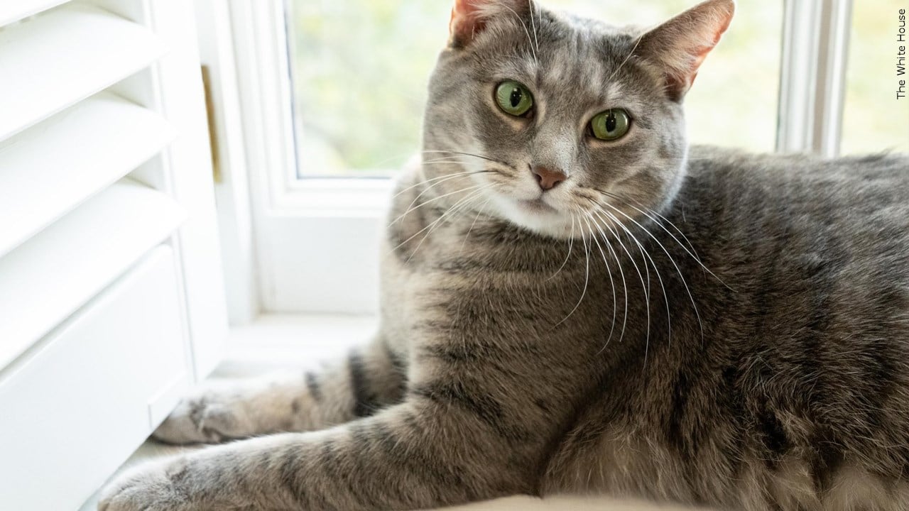Studies show cats are not as aloof as believed