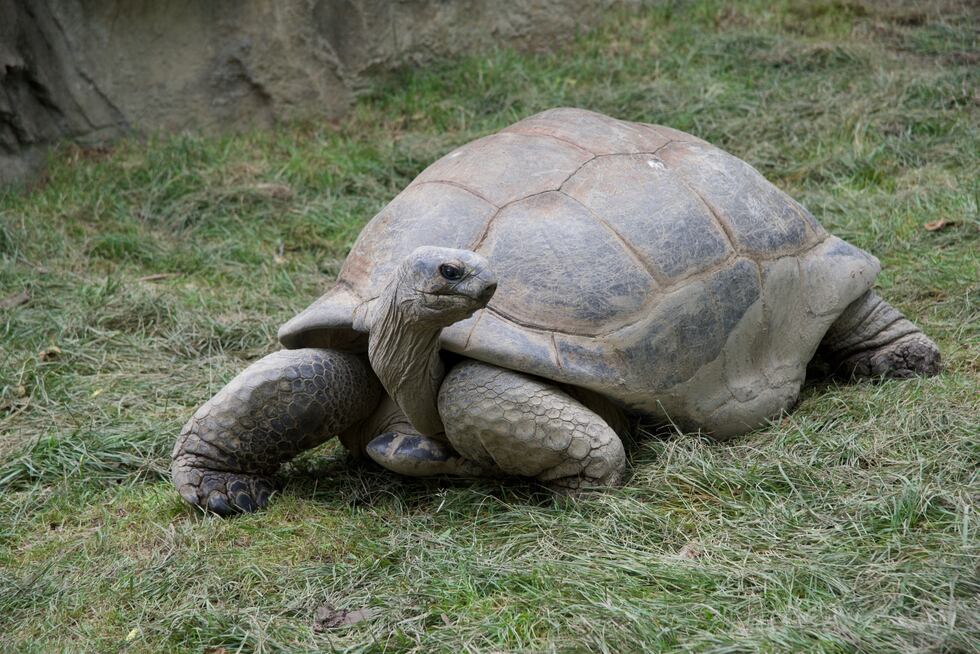Othello was humanely euthanized at the Saint Louis Zoo on April 8. (Source: Saint Louis Zoo)