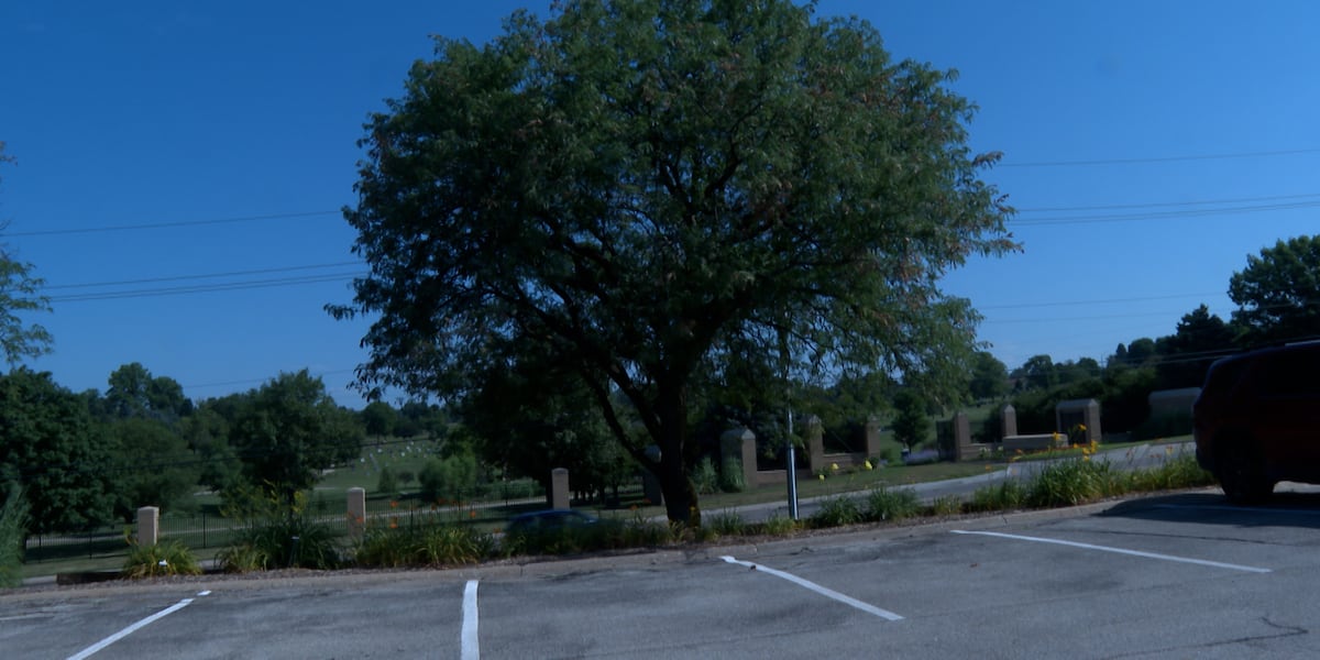 Here’s why honey locust trees across Omaha are turning brown
