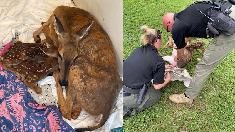 Mother deer dies from birthing complications after deputies helped deliver twin fawns