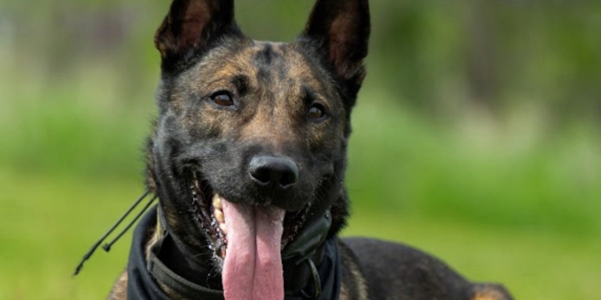 Omaha Police dog Kano goes home to recover after standoff injury