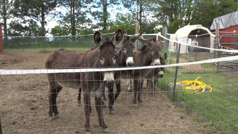 Rescue ranch needs help with storm repairs