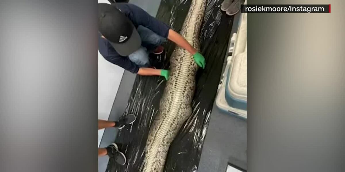 Scientists discover 5-foot long alligator swallowed by Burmese python