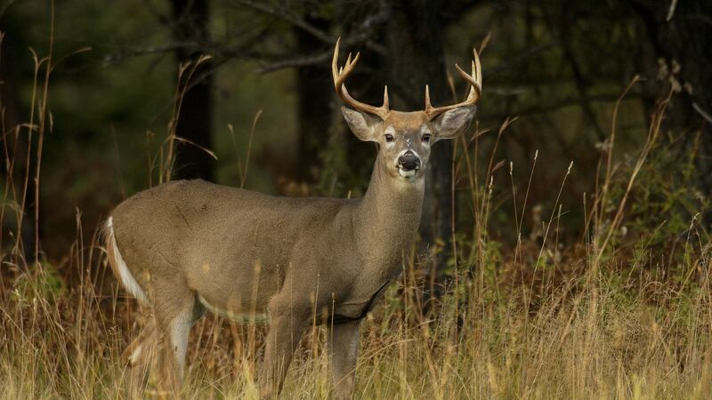 Whitetail Deer