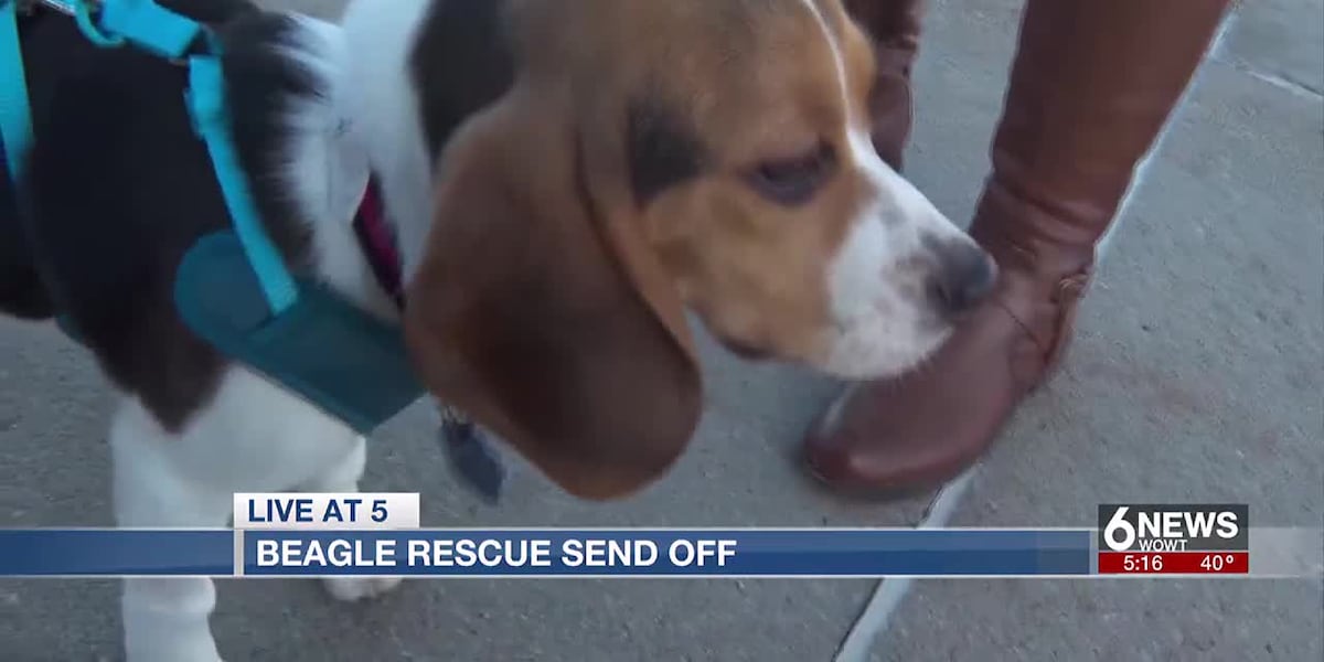 Beagle Rescue Map Omaha rescue helps beagles move out west in search of forever homes