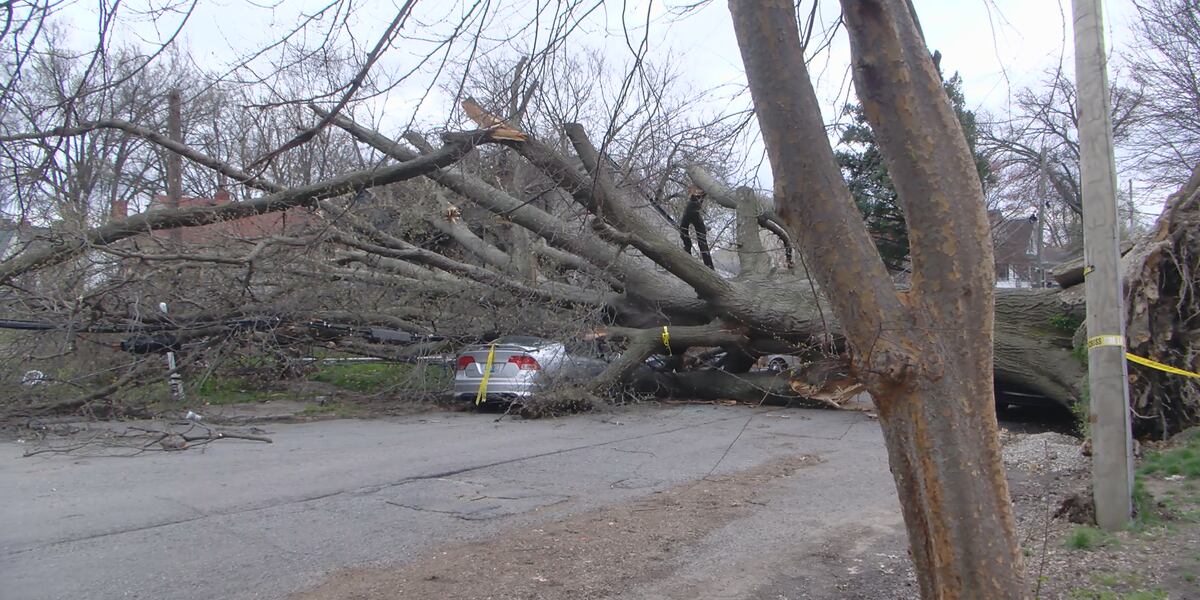 Flagging Tree Death ‘I was praying to myself’: Woman escapes death after tree falls on home