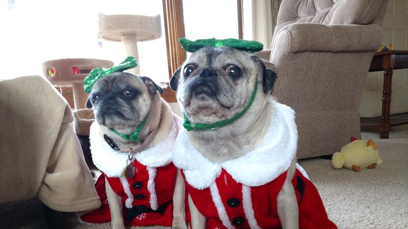 pugs dressed up for christmas Christmas Photoshoot with Pugs