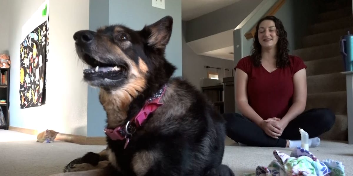 Dog with cancer finds new purpose fostering kittens in Omaha