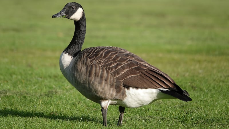 Canada goose (This is a stock image)