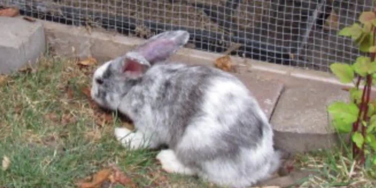 Retired principal charged with animal neglect after taking sick rabbit ...