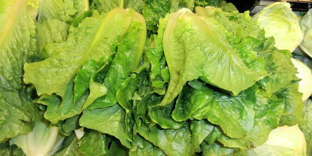 Cyclospora cases in Nebraska, Iowa linked to outbreak sourced to Taylor Farms lettuce - WOWT