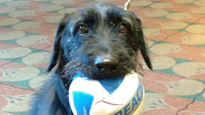 Omaha Police Bomb K-9 Duk has cancer, according to Omaha Police tweets Monday. (Courtesy of...