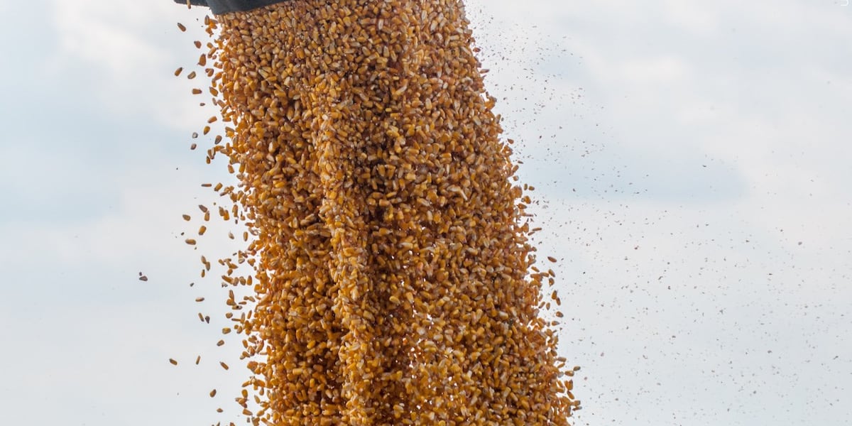 Nebraska panel suspends Omaha grain company’s license in emergency meeting