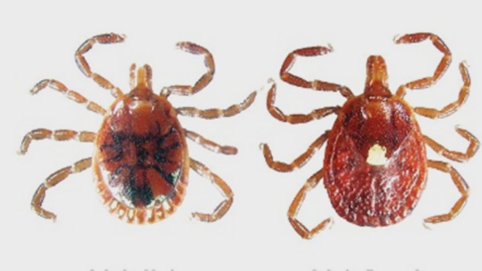 The Lone-Star Tick can transmit ehrlichiosis and red meat allergies in people.