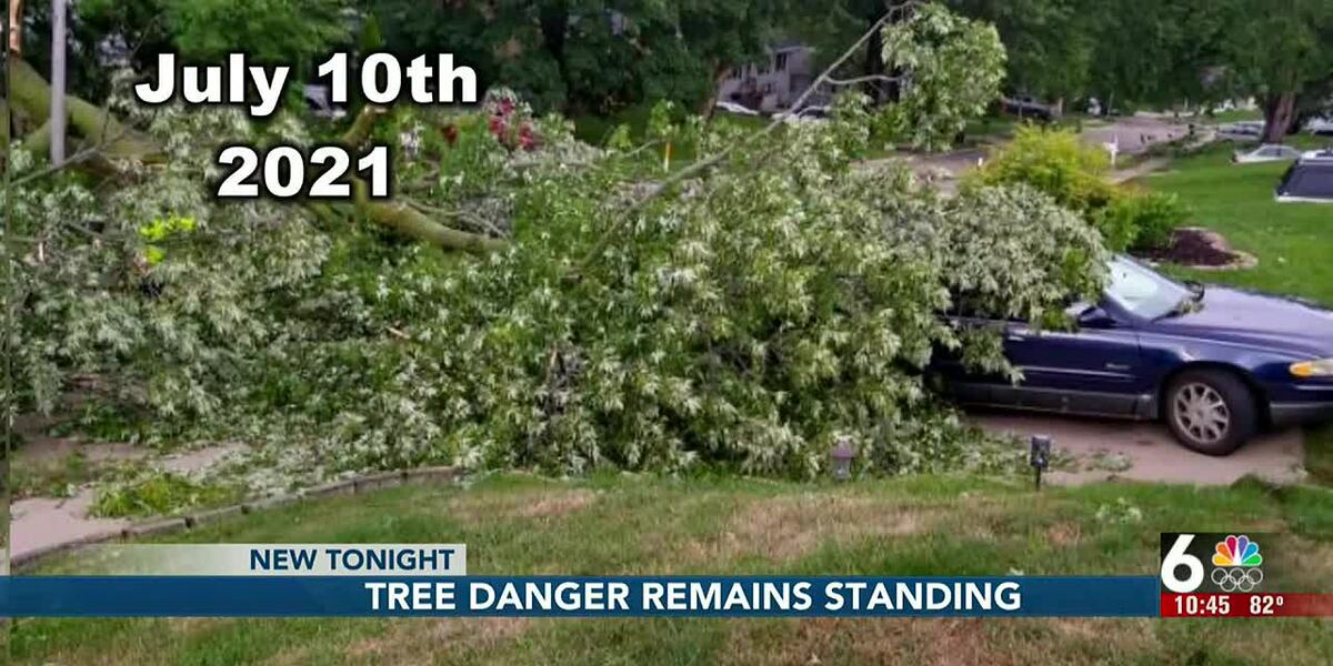 Exploding Tree Risk Nebraska Omaha neighbors remain standing in tree danger