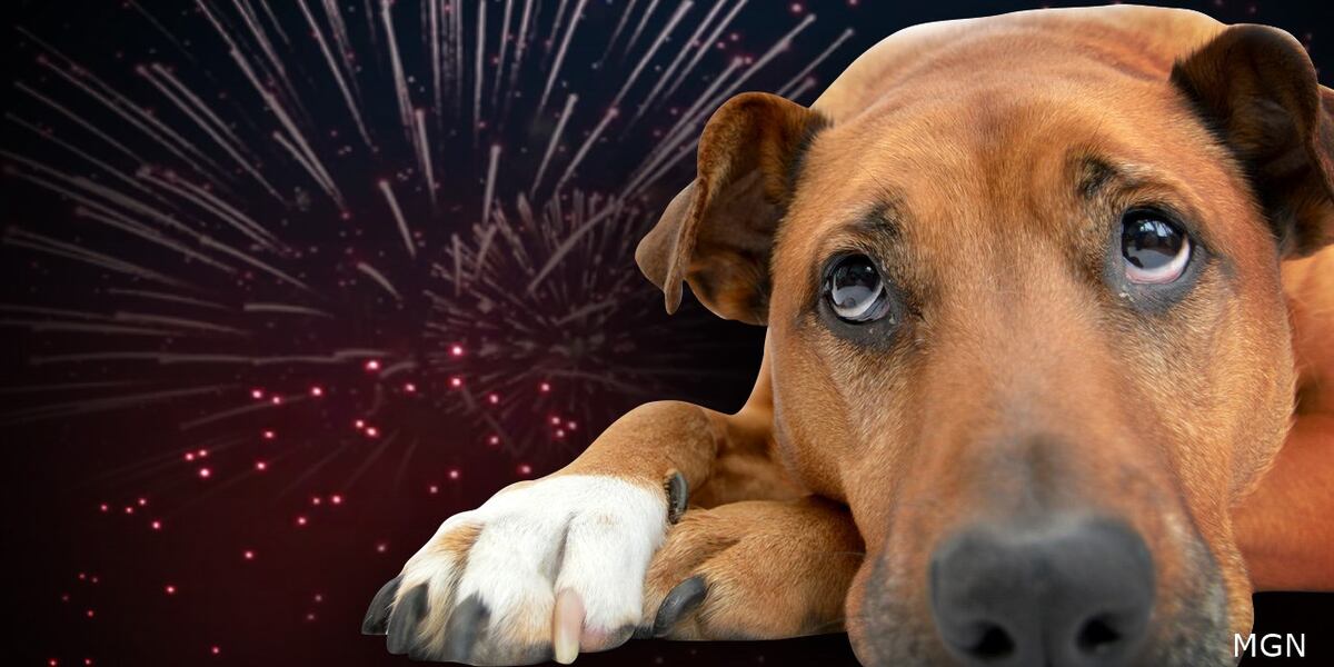 Nebraska Humane Society shares tips on how to prepare pets for Independence Day fireworks Nebraska Humane Society shares tips on how to prepare pets for Independence Day fireworks
