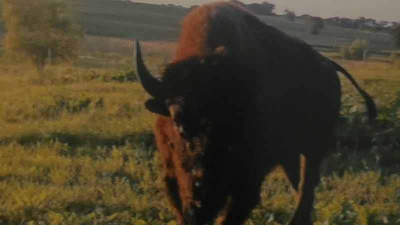 The Gage County Sheriff’s Office is investigating the theft of two bison from a ranch outside...