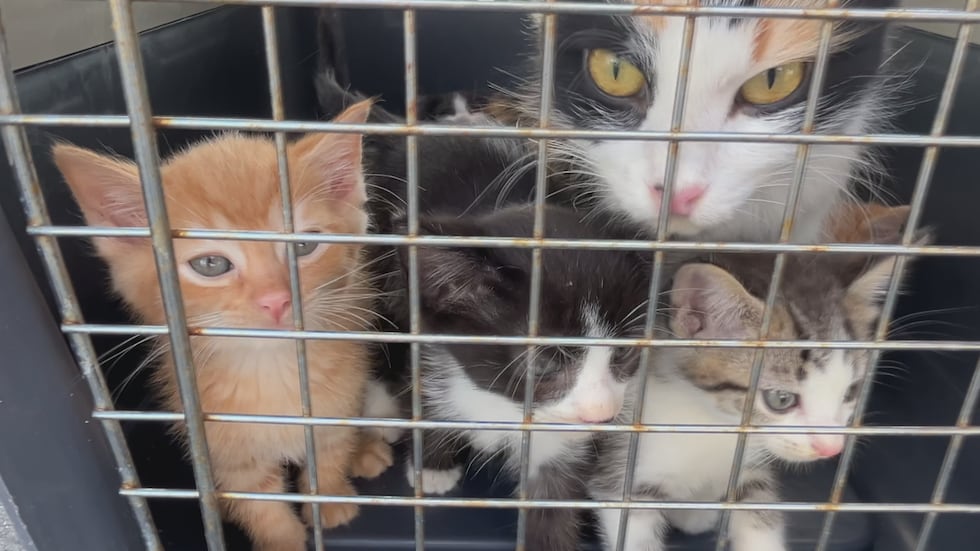 A pilot is helping out people and pets in need after the hardship caused by Helene's floods.