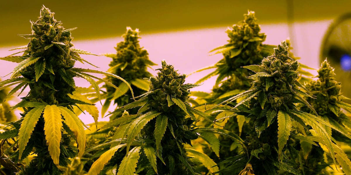 Nebraska AG discusses medical cannabis regulations