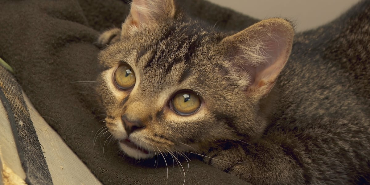 Nebraska Humane Society working to become ‘no kill’ shelter Nebraska Humane Society working to become ‘no kill’ shelter