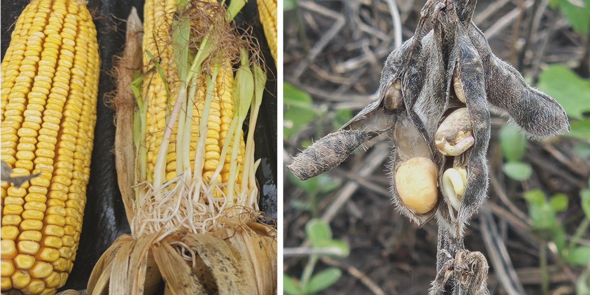 Impacto das Chuvas Históricas em Safras de Milho e Soja