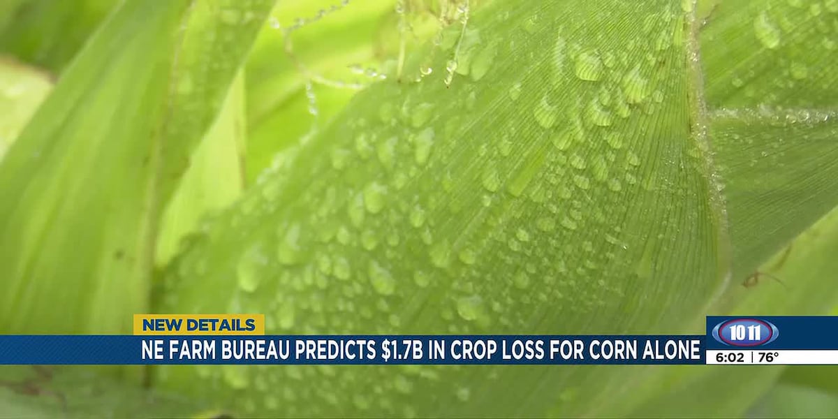 ‘Not even break-even’: Nebraska farmers may confront deep losses amid low crop prices
