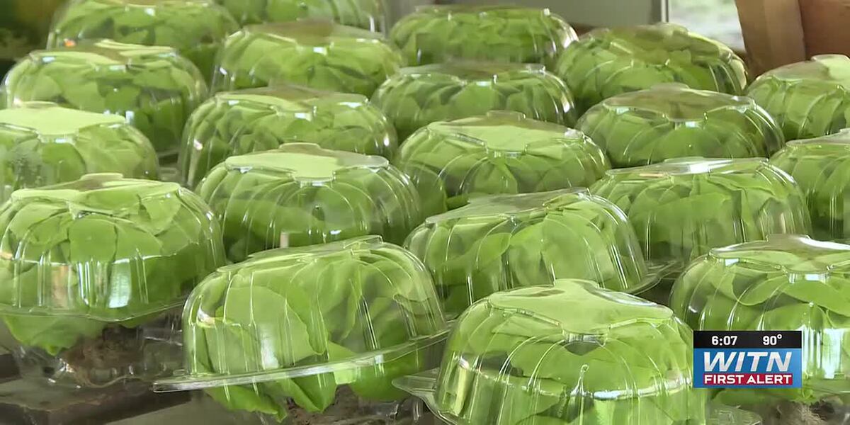 Coverage image for: Farmers market says local produce sales are up amidst cyclosporiasis outbreak